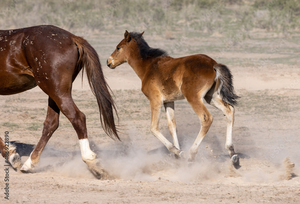 Obraz premium Wild Horse Mare and Foal in the Utah Desert