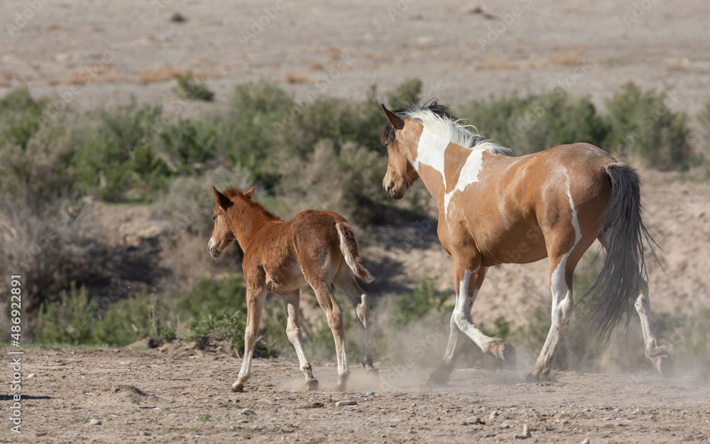 Fototapeta premium Wild Horse Mare and Foal in the Utah Desert