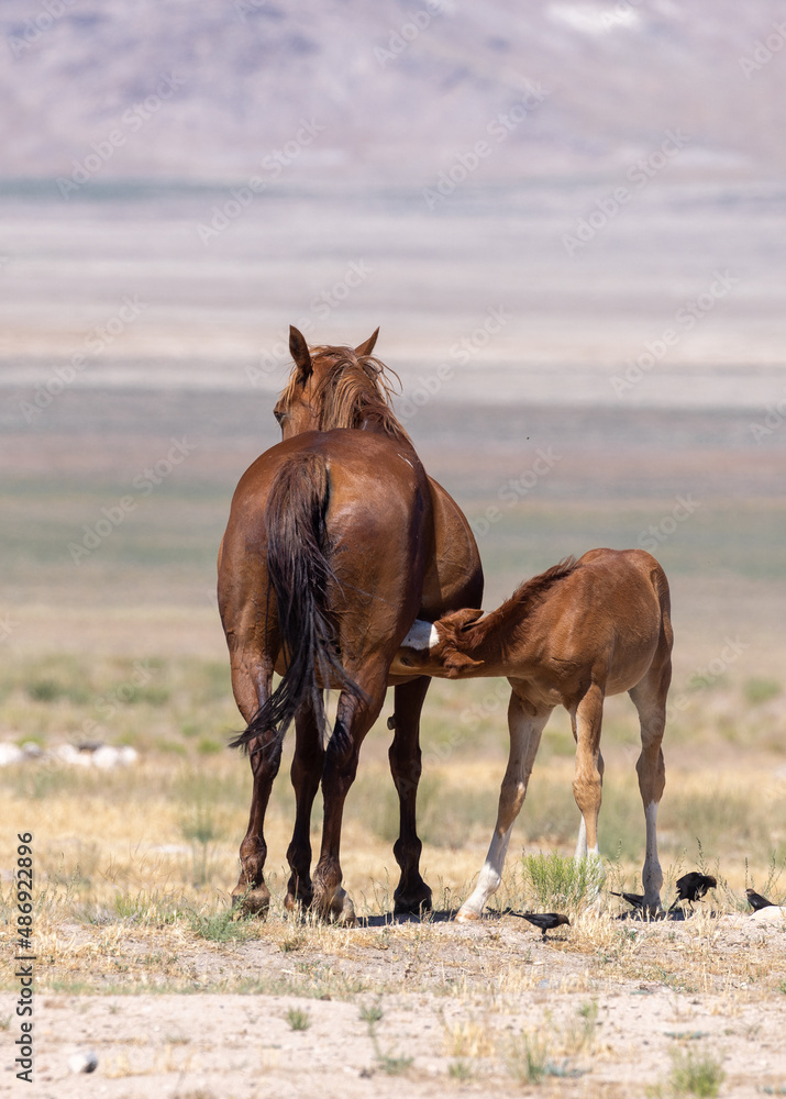 Wild Horse Mare and Foal in the Utah Desert Wild Horse Mare and Foal in the Utah Desert