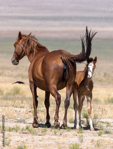 Wild Horse Mare and Foal in the Utah Desert