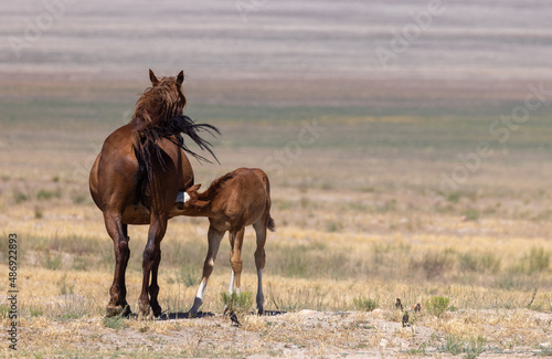 Wild Horse Mare and Foal in the Utah Desert © natureguy