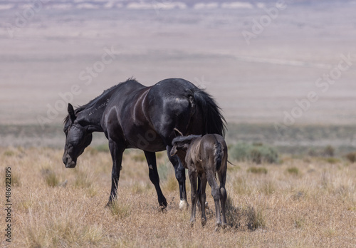 Wild Horse Mare and Foal in the Utah Desert