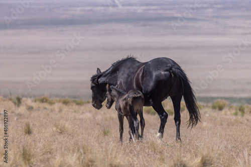 Wild Horse Mare and Foal in the Utah Desert