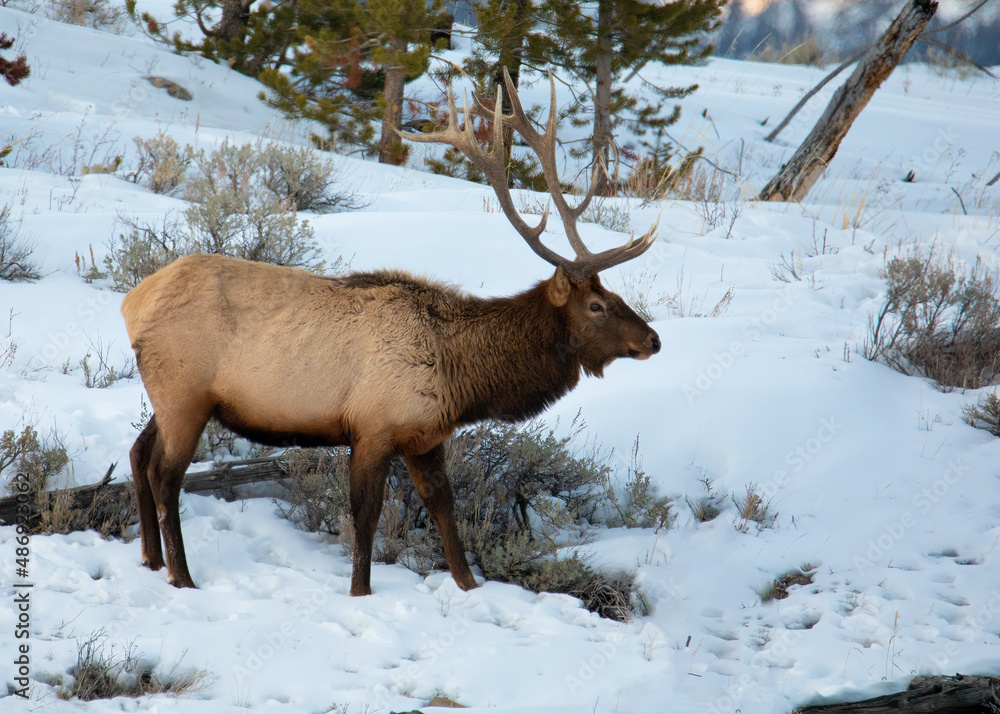 Bull elk in the snow in Yellowstone National park in winter Bull elk in the snow in Yellowstone National park in winter