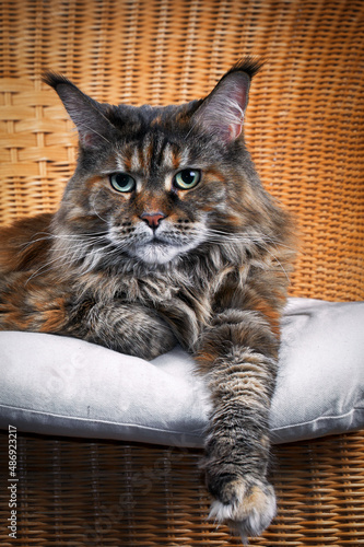 Portrait cute Maine Coon cat stretching out paw in wicker chair