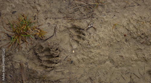 Natural dark background. Footprints of the badger in the mud.