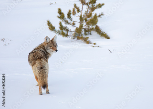 Coyote pauses to look back in Yellowstone National park in winter