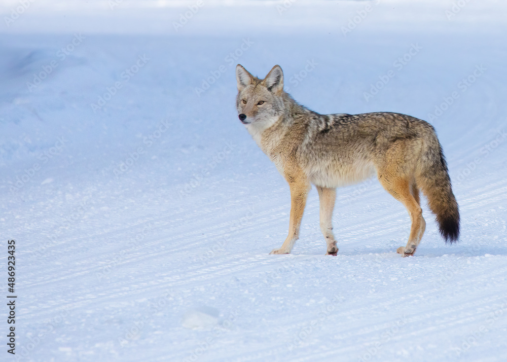 Coyote pausing for a moment Yellowstone National park in winter