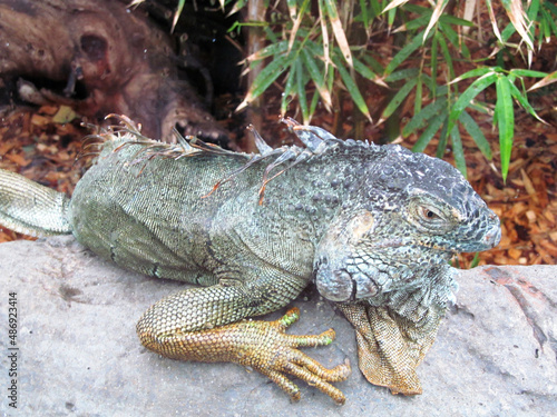 Iguana posing