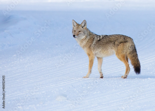 Coyote pausing for a moment Yellowstone National park in winter © Jonathan Steele
