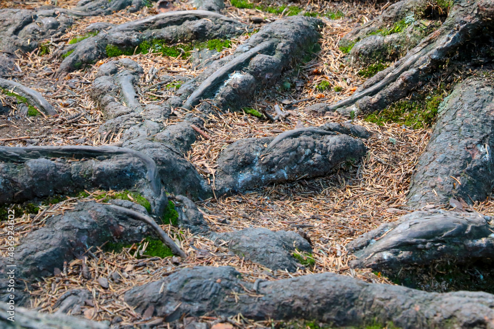 Large tree roots stick out of the ground in a forest or park. Large tree roots stick out of the ground in a forest or park.