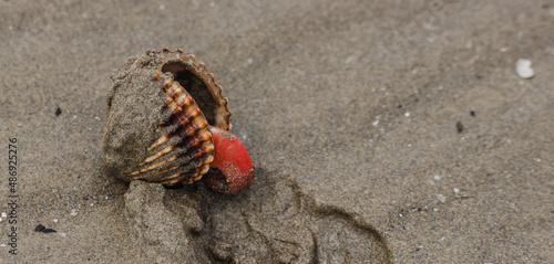 Marine dark background. Acanthocardia tuberculata open dirty shell with red leg out on dark beach sand. photo