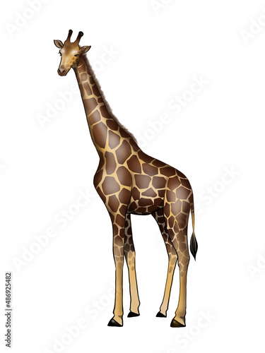 Illustration of giraffe isolated  © Kiera Awayuki