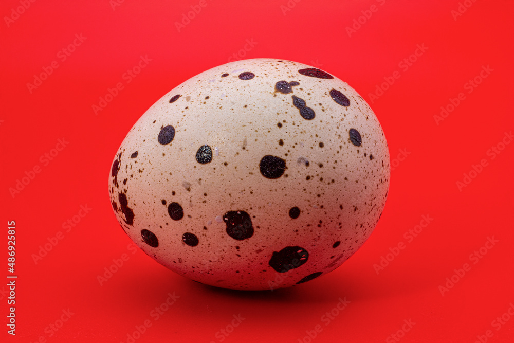 Motley spotted beige quail egg on a red abstract background Motley spotted beige quail egg on a red abstract background