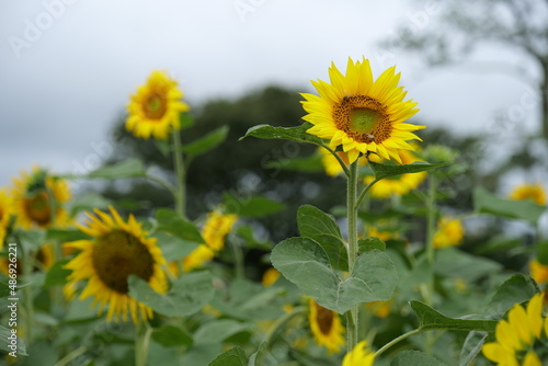 Sunflower of Jeju Island  KOREA