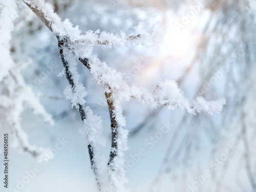 Snowy branches in the magical sunset light, Magical natural background © Ольга Бошарова