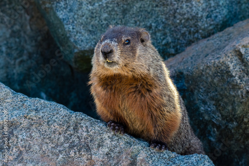 Brown Groundhog Woodchuck Marmot Looking Out from Rock Pile 