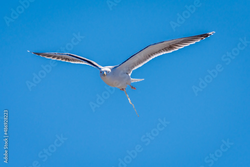 Single Flying Seagull Bird Pooping Against Blue Sky photo