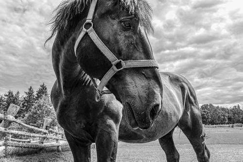 Black and White Close-up of Horse Face with Cloudy Sky