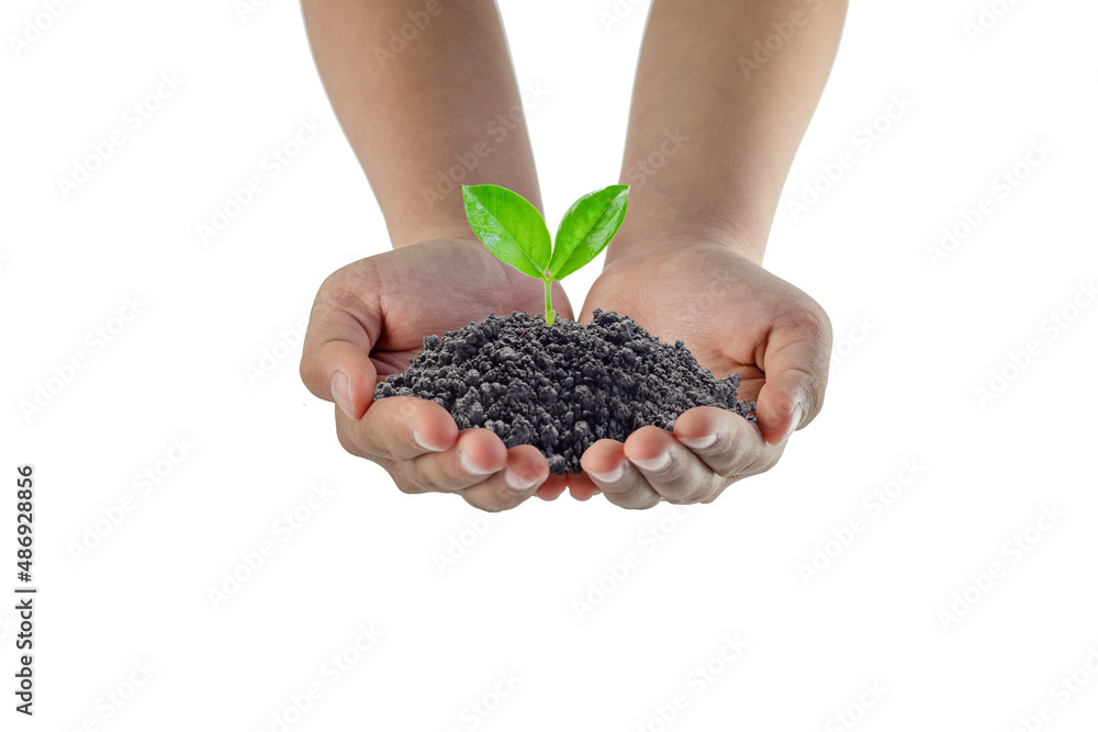 hand holding young plant growing on soil isolate on white background hand holding young plant growing on soil isolate on white background