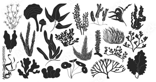 Seaweed isolated black set icon. Vector black set icon marine algae. Vector illustration seaweed on white background. © Svitlana