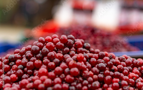 fresh red cranberry (cowberry) on market in plastic boxes. close up.