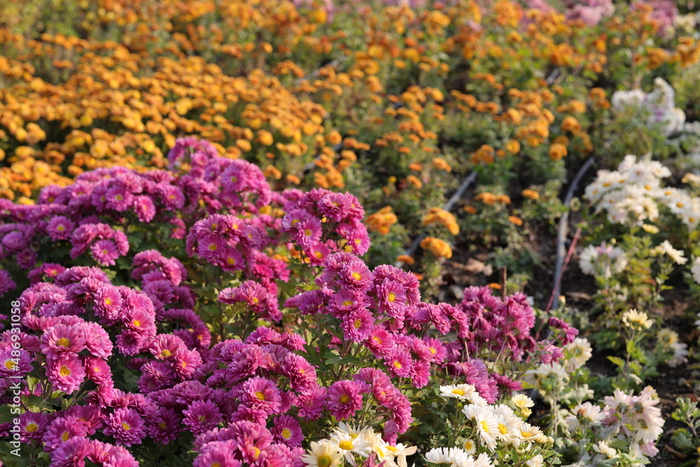 Chrysanthemums, sometimes called mums or chrysanths, are flowering plants of the genus Chrysanthemum in the family Asteraceae. They are native to East Asia and northeastern Europe. Most species origin Chrysanthemums, sometimes called mums or chrysanths, are flowering plants of the genus Chrysanthemum in the family Asteraceae. They are native to East Asia and northeastern Europe. Most species origin