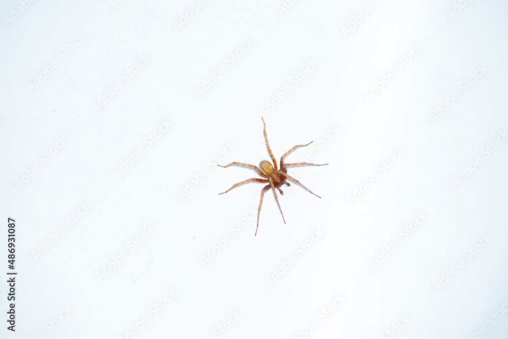 Spider on a white background close-up. Tegenaria domestica. Spider on a white background close-up. Tegenaria domestica.