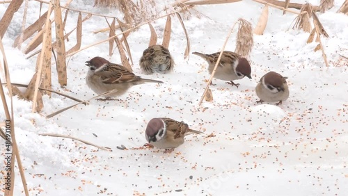 Eurasian tree sparrow collect millet seeds in the snow.