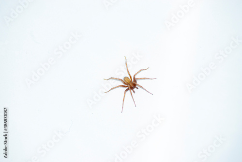 Spider on a white background close-up. Tegenaria domestica. © Anton