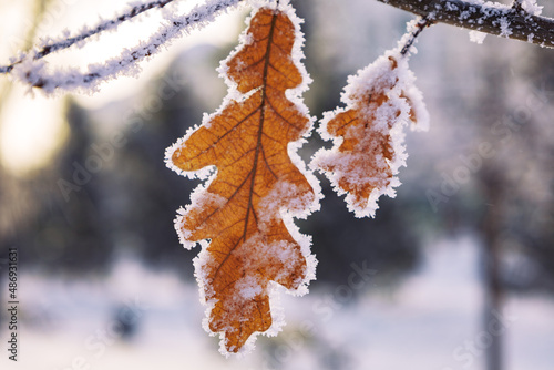 Oak leafs  in the snow