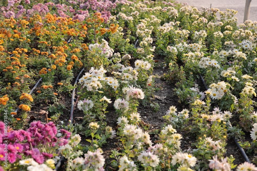 Chrysanthemums, sometimes called mums or chrysanths, are flowering plants of the genus Chrysanthemum in the family Asteraceae. They are native to East Asia and northeastern Europe. Most species origin