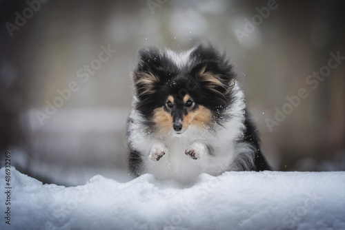 Fluffy sheltie dog jumping over a fallen tree among the winter forest