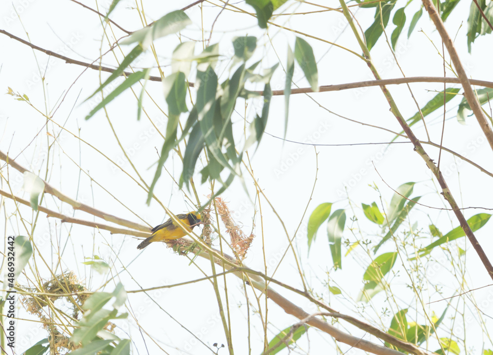 Fototapeta premium Asian Golden Weaver