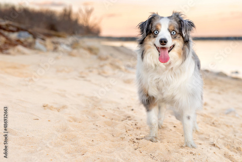 smiling and excited miniature australian shepherd dog at beach during sunset