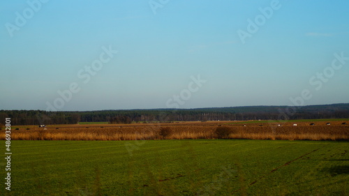 landscape in the morning