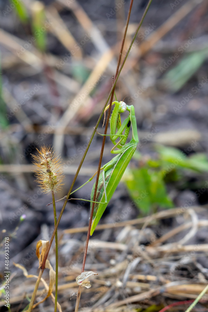 a green mantis religiosa sitting on a stalk of grass a green mantis religiosa sitting on a stalk of grass