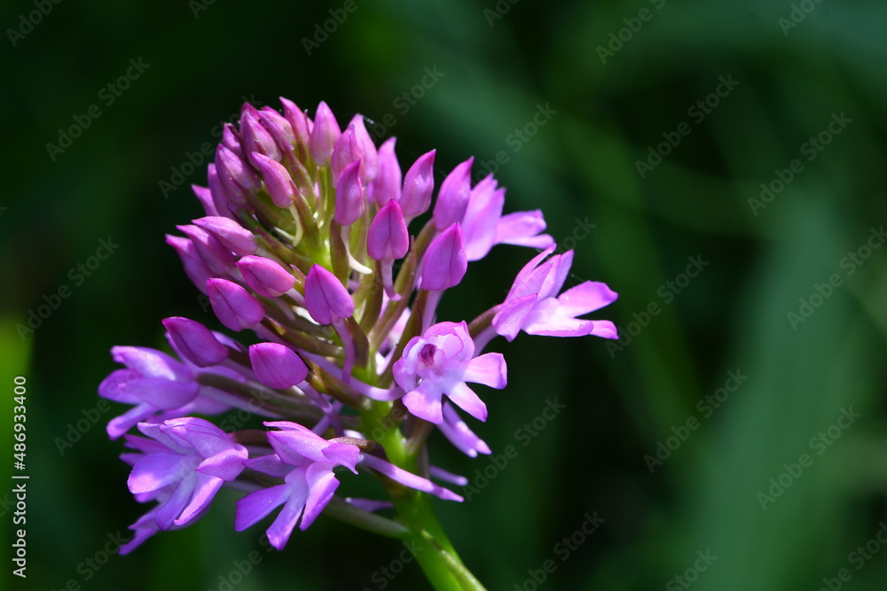 Orchidée violette au printemps au bord d'un chemin de randonnée en Auvergne par une journée ensoleillée de printemps Orchidée violette au printemps au bord d'un chemin de randonnée en Auvergne par une journée ensoleillée de printemps