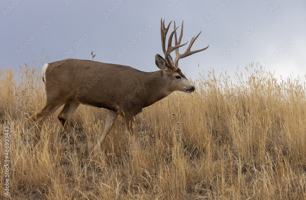 Mule Deer Buck in the Rut in Colorado in Autumn Mule Deer Buck in the Rut in Colorado in Autumn