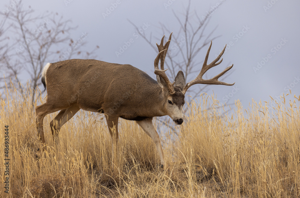 Mule Deer Buck in the Rut in Colorado in Autumn Mule Deer Buck in the Rut in Colorado in Autumn