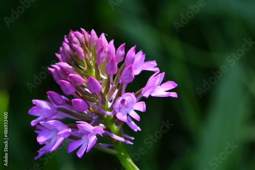 Orchid  e violette au printemps au bord d un chemin de randonn  e en Auvergne par une journ  e ensoleill  e de printemps