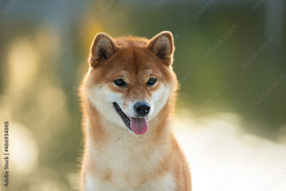 Close-up Portrait of beautiful red Shiba inu dog at sunset in summer. Happy japanese shiba inu dog in backlight