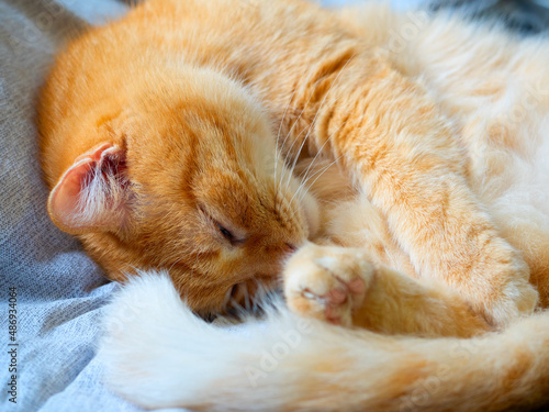 close-up of a cute red-haired domestic cat sleeping on a gray blanket. A beautiful and funny pet