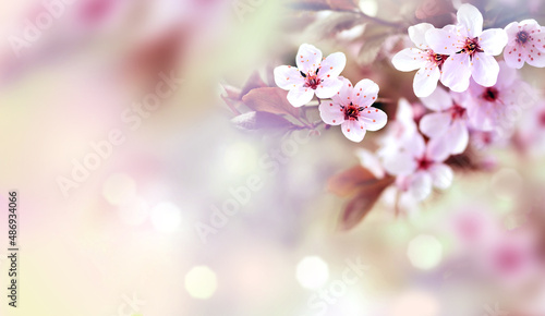 Flowering branches on a color blurry background.