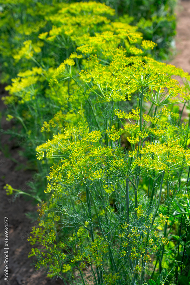 Fresh green dill with umbrellas in the garden. Fresh green dill with umbrellas in the garden.