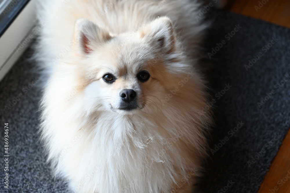 Chien adorable, affectif, joueur Chien adorable, affectif, joueur