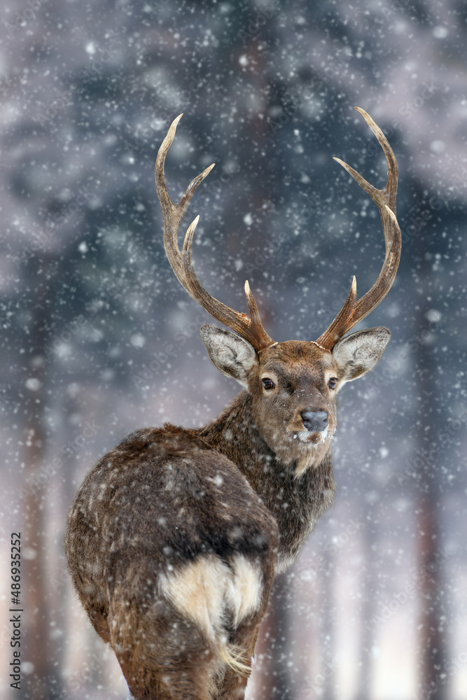 Majestic Deer looking back in winter forest. Animal in nature habitat. Wildlife scene Majestic Deer looking back in winter forest. Animal in nature habitat. Wildlife scene
