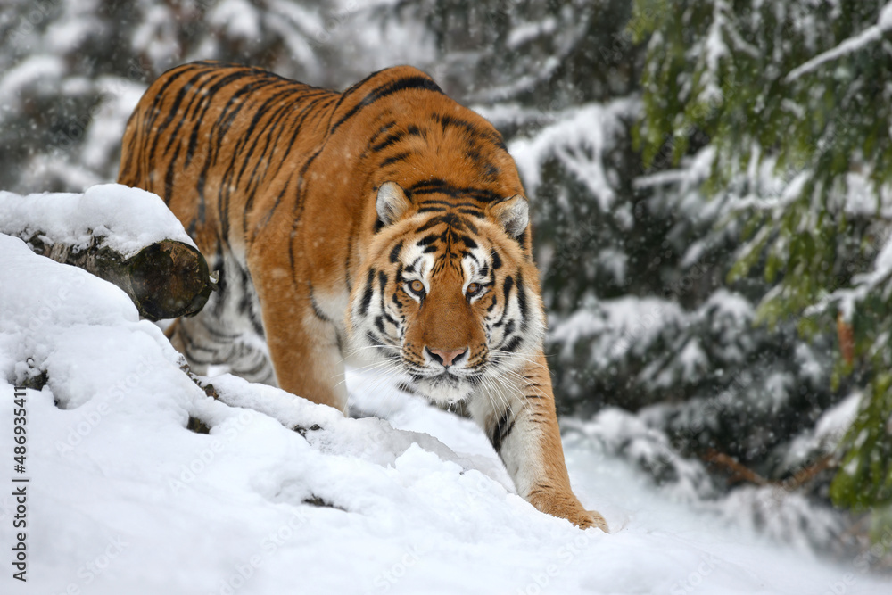 tiger looks out from behind the trees into the camera. Tiger snow in wild winter nature