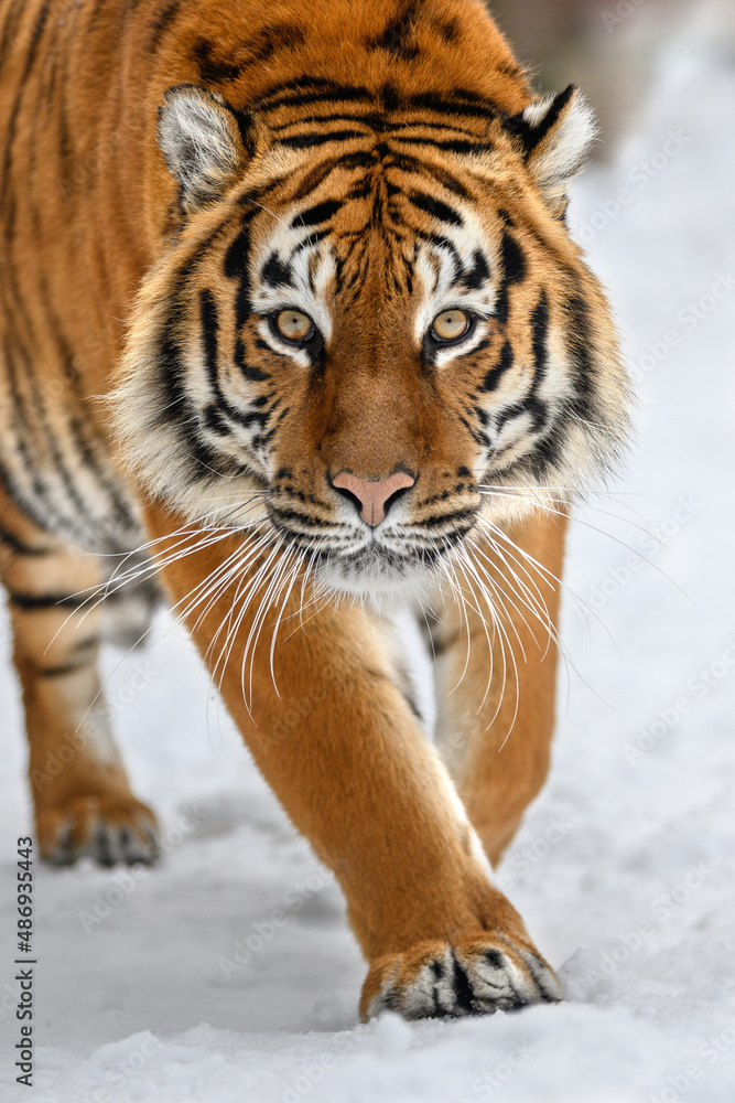 Obraz premium Portrait closeup Adult Tiger in cold time. Tiger snow in wild winter nature