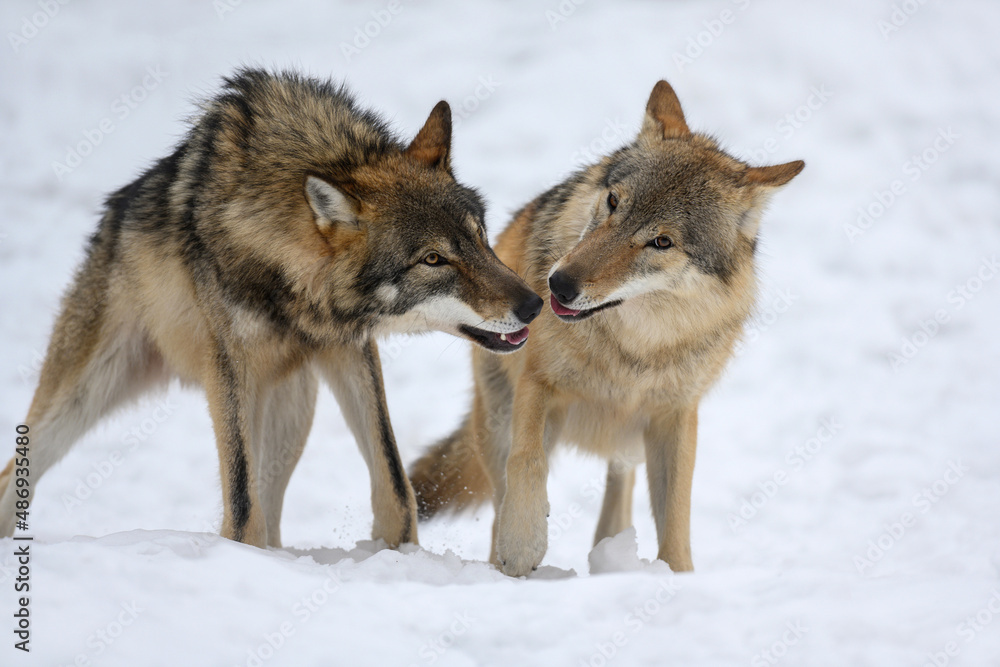 Two Gray wolf in the winter forest. Wolf in the nature habitat